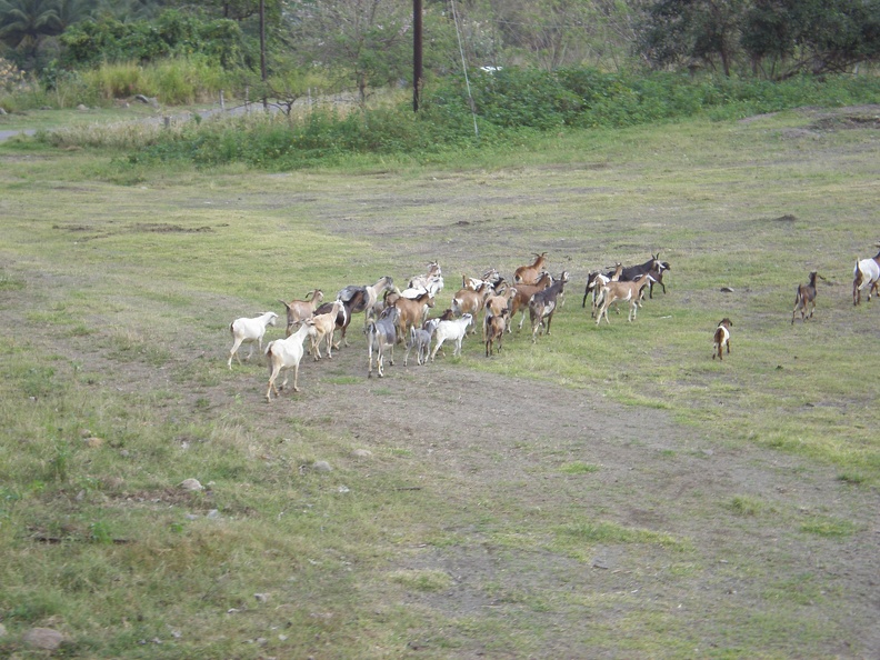St Kitts Train Ride27.JPG